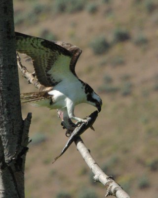 Osprey 2011-07-03 (11).jpg