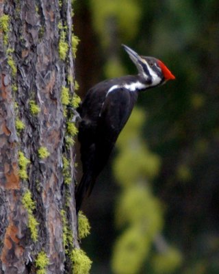 pileated woodpecker