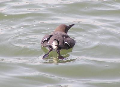 g4/61/573261/3/59649679.CommonMurreback.jpg