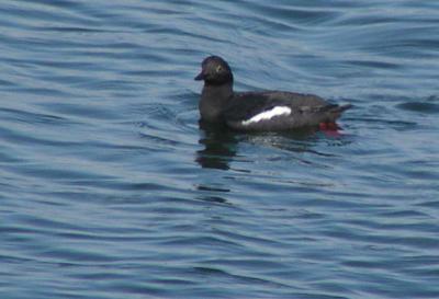 g4/61/573261/3/59649692.PigeonGuillemot.jpg