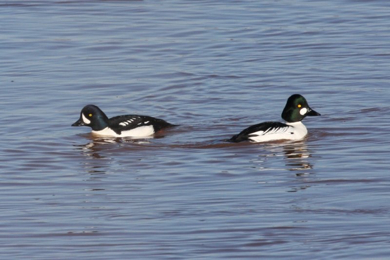 Barrows Goldeneye 6860