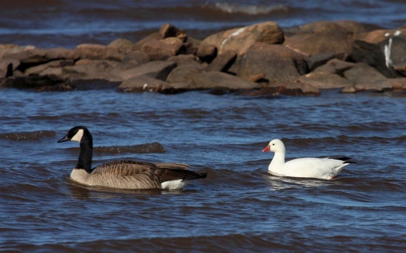 Rosss Goose 7376