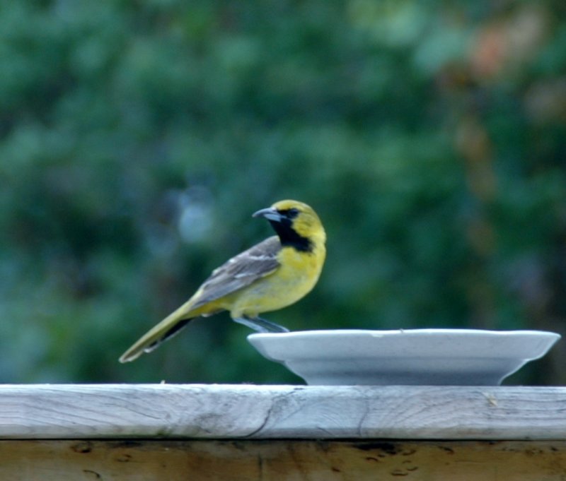 Mystery Oriole