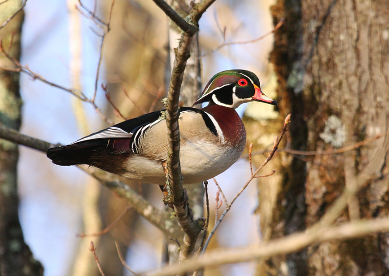 Wood Duck 5476