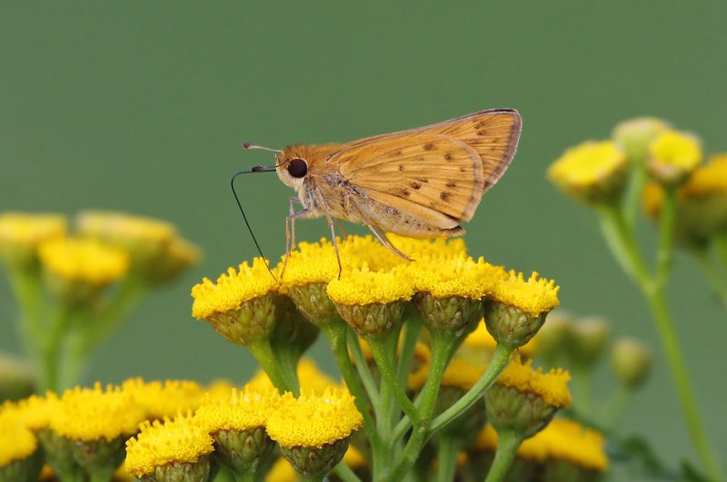 Fiery Skipper 9766