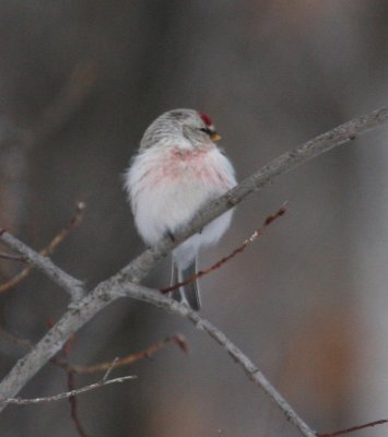 Hoary Redpoll 5830