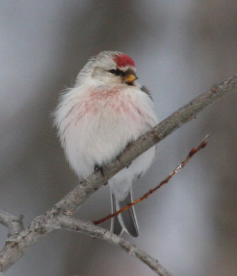 Hoary Redpoll 5839