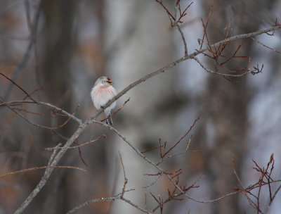 Hoary Redpoll 5842