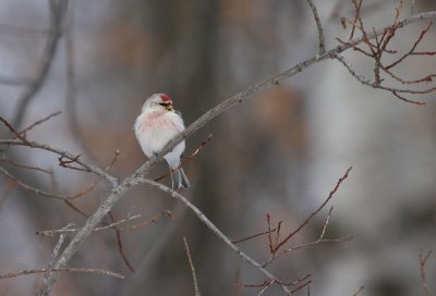 Hoary Redpoll 5846