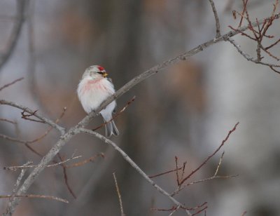 Hoary Redpoll 5850