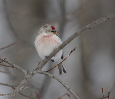 Hoary Redpoll 5857