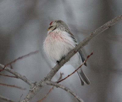 Hoary Redpoll 5866