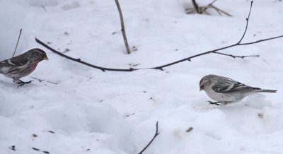 Hoary Redpoll 5995