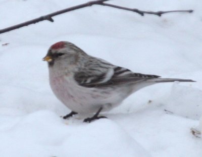 Hoary Redpoll 5997