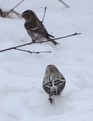 Hoary Redpoll 5987