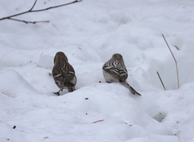 Hoary Redpoll 5979