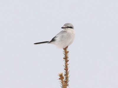 Northern Shrike 5946