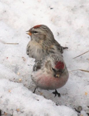 Hoary Redpolls 6315