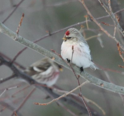 Hoary Redpoll 6271