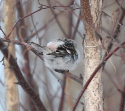 Hoary Redpoll 6296