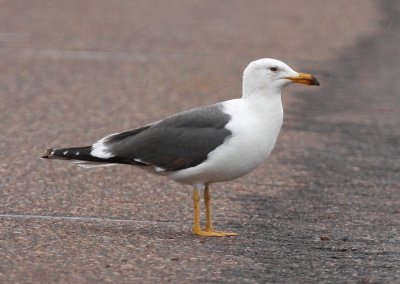 Lesser Black-backed Gull - May 2011