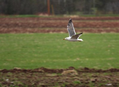 Lesser Black-backed Gull 7900