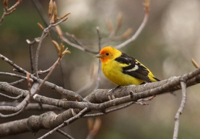 Western Tanager - May 2011