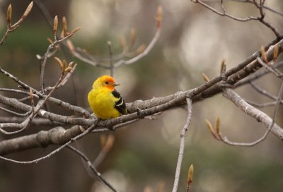 Western Tanager 8061