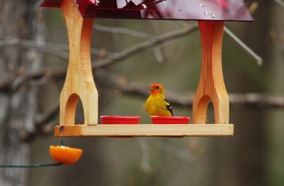 Western Tanager 8078