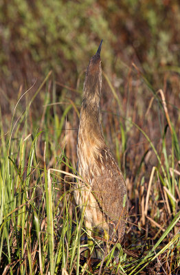 American Bittern 8317