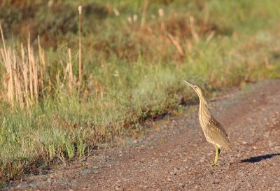 American Bittern 8198