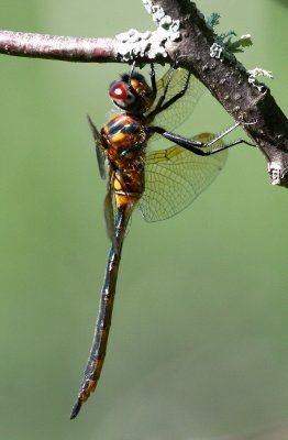 Kennedy's Emerald (S. kennedyi) - female
