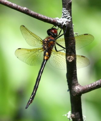 Kennedy's Emerald (S. kennedyi) - female