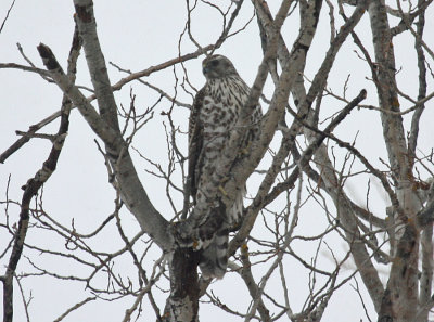 Northern Goshawk 3497