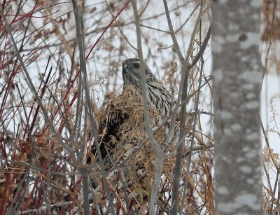 Northern Goshawk 3510