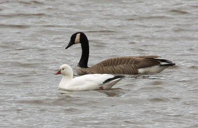 Ross's Goose 4226