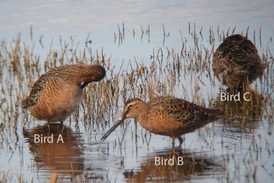 Long-billed Dowitchers - May 2012