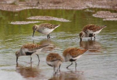 Putative Dunlin x White-rumped Sandpiper  6456