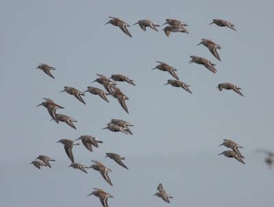 Putative Dunlin x White-rumped Sandpiper 6319