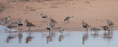 Putative Dunlin x White-rumped Sandpiper 6331