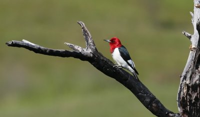 Red-headed Woodpecker 6749