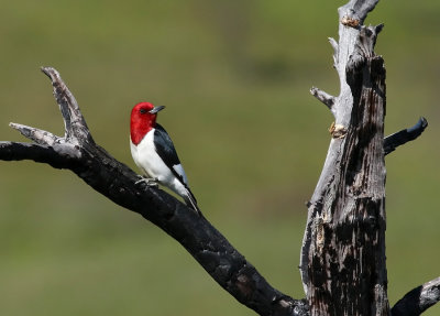 Red-headed Woodpecker - June 2012