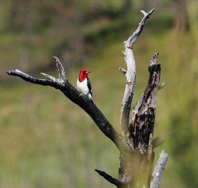 Red-headed Woodpecker 6661