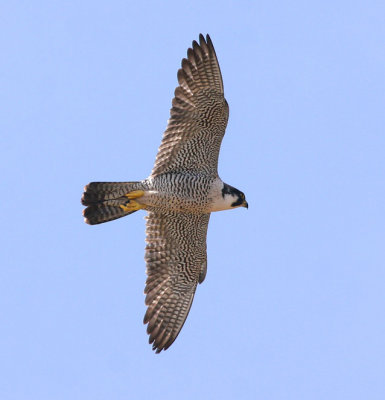 Peregrine Falcons - Ashland Oredock 2012