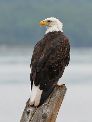 Bald Eagle 9818