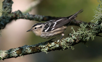 Black-and-white Warbler 9987
