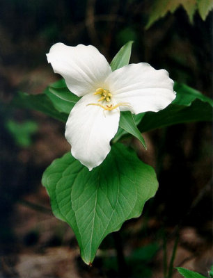 White Trillium with Spider