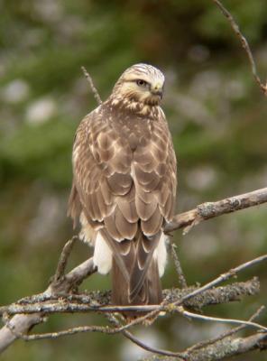 Rough-legged Hawk 1