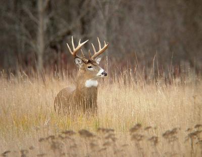 White-tailed Deer 1