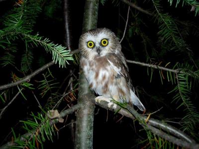 Northern Saw-whet Owl